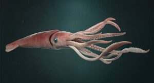 How-does-a-squid-look-like